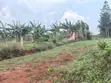 Land for Sale - Sonde Budugala, Mukono - 2