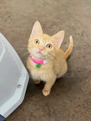 Female Exotic Kitten, 1-3 Months Old