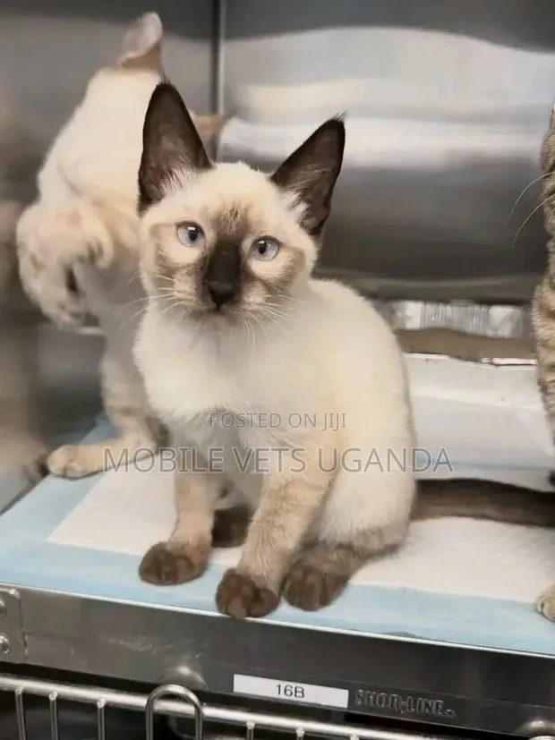 Female Purebred Siamese Kitten, 1-3 Months - 1