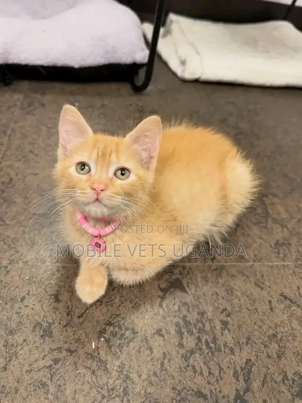 Female Exotic Kitten (0-1 Month) - 1