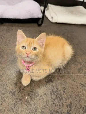 Female Exotic Kitten (0-1 Month)