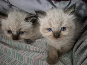 Purebred Siamese Kitten - 1-3 Months Male