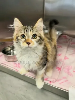 Purebred Maine Coon Kitten - 1-3 Months Male