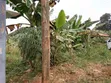 50x100 FTS Plot in Matuga Town Near Tarmac Road - 3