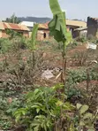 Plot for Sale in Bakka, Wakiso District - 1