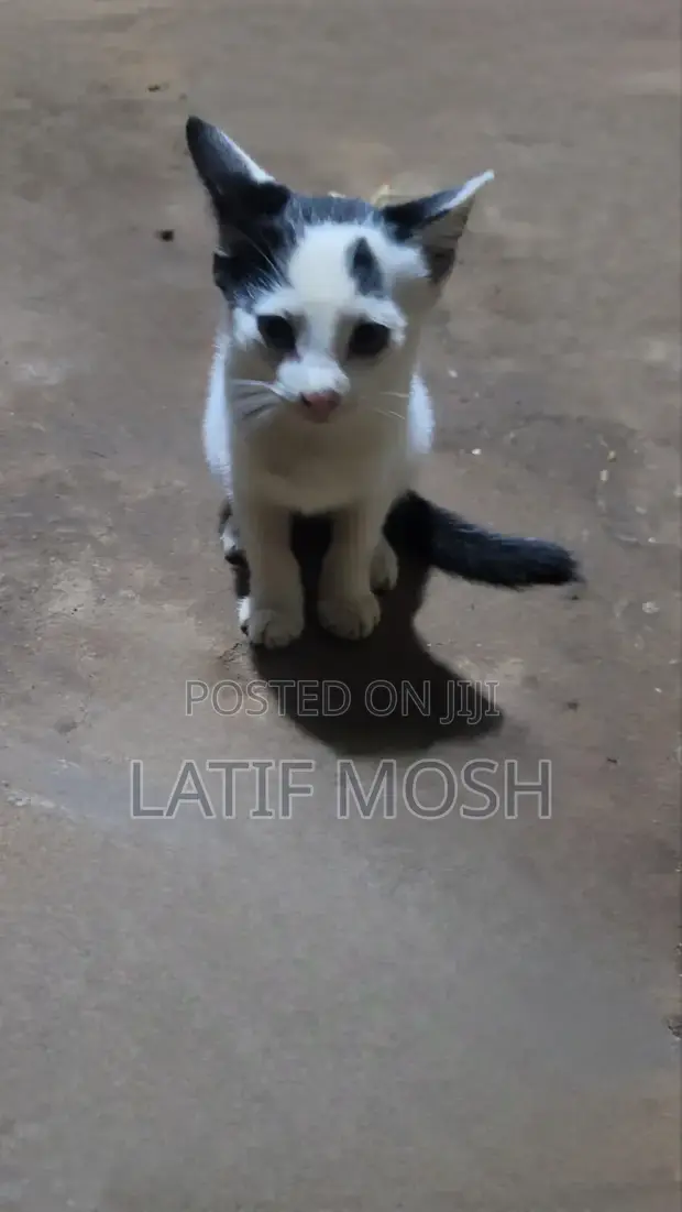 Female Mixed Breed Cat, 1-3 Months - 1