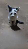 Female Mixed Breed Cat, 1-3 Months - 1