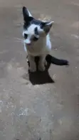 Female Mixed Breed Cat, 1-3 Months - 2