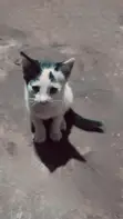 Female Mixed Breed Cat, 1-3 Months - 3