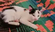 Female Mixed Breed Cat, 1-3 Months - 4