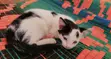 Female Mixed Breed Cat, 1-3 Months - 5