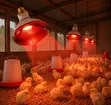 250W Infrared Brooding Lamps - 1