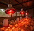 250W Infrared Brooding Lamps - 2