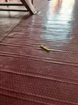 Hard PVC Yoga Floor Carpets - Per Square Meter - 2