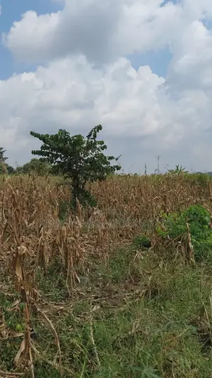 Land for Sale - Nazigo, Kayunga-Jinja Road