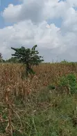 Land for Sale - Nazigo, Kayunga-Jinja Road - 1