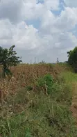 Land for Sale - Nazigo, Kayunga-Jinja Road - 2