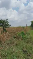 Land for Sale - Nazigo, Kayunga-Jinja Road - 3