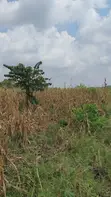 Land for Sale - Nazigo, Kayunga-Jinja Road - 4
