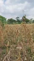 Land for Sale - Nazigo, Kayunga-Jinja Road - 5