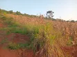 8 Acres Land for Sale in Kyagwe, Kimera Village - 3