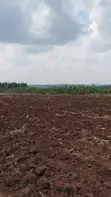 Land for Sale - Bugiri, Kayunga-Jinja Road - 3