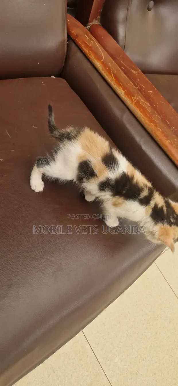 Purebred Bombay Kitten - 0-1 Month Male - 1