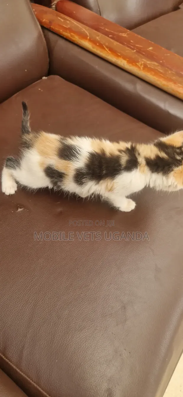 Female Balinese Kitten (0-1 Month) - 1
