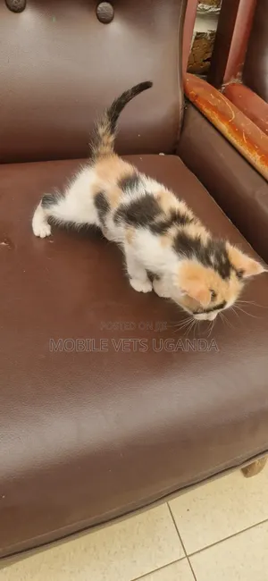 Male Purebred American Curl Kitten (0-1 Month)