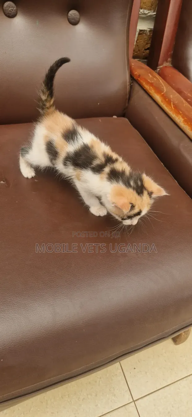 Female Purebred Bombay Kitten (0-1 month) - 1