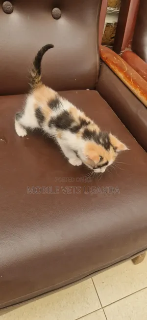 Female Purebred Bombay Kitten (0-1 month)