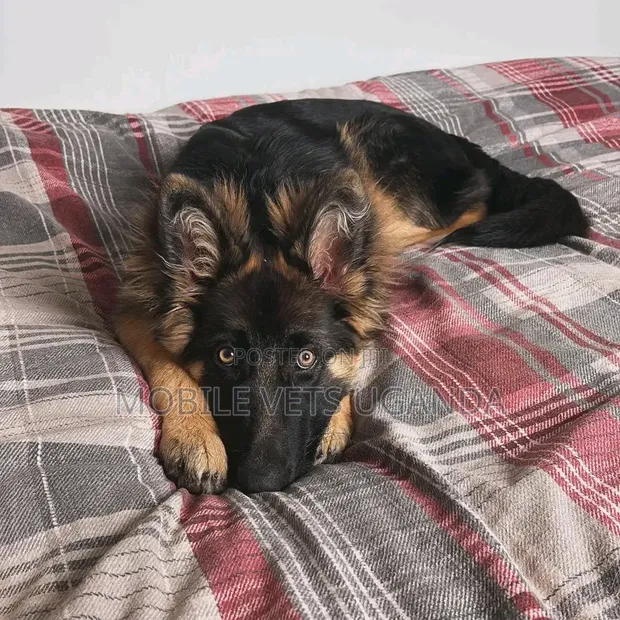 1-3 Month Male Purebred German Shepherd Puppy - 1