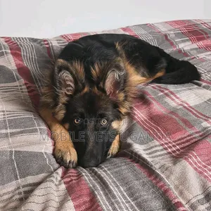 1-3 Month Male Purebred German Shepherd Puppy