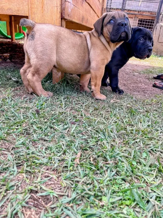 Purebred Boerboel Puppy - 1-3 Months Male - 1