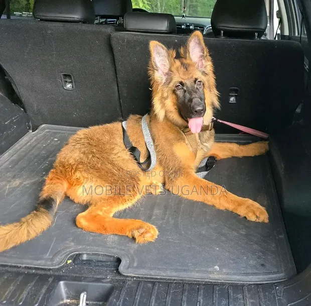 Female Purebred German Shepherd Puppy (1-3 Months) - 1