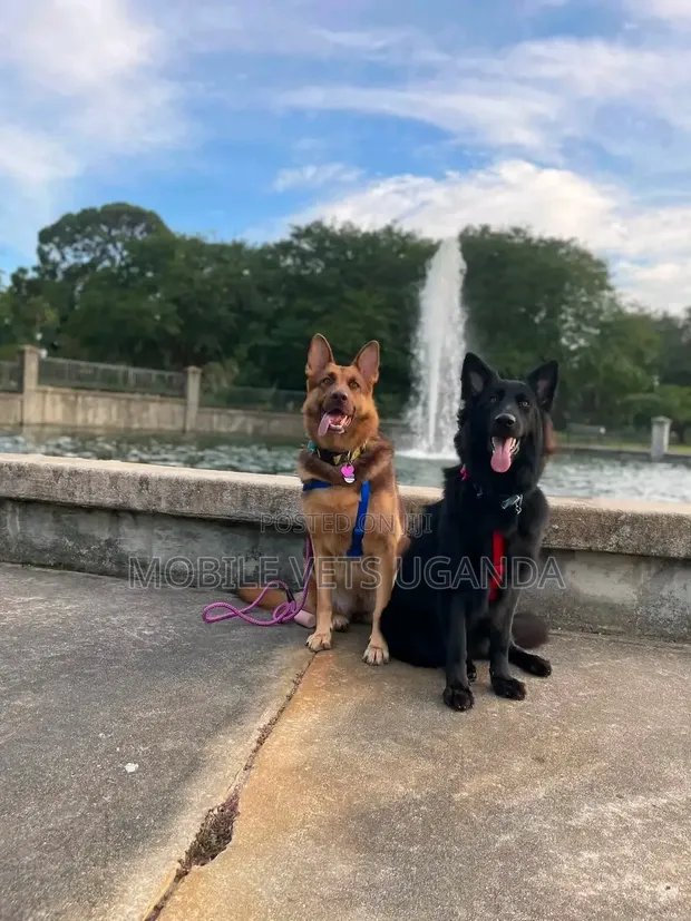 Female Purebred German Shepherd Puppy (1-3 Months) - 1