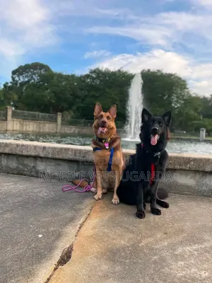 Female Purebred German Shepherd Puppy (1-3 Months)