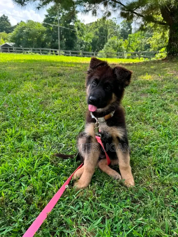 1-3 Month Male Purebred German Shepherd - 1