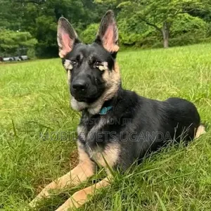 3-6 Month Female Purebred German Shepherd