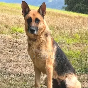 6-12 Month Male Purebred German Shepherd