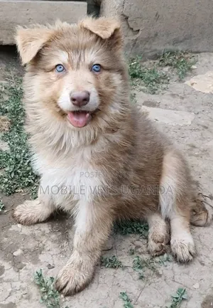 Female Purebred Siberian Husky Puppy (1-3 Months)