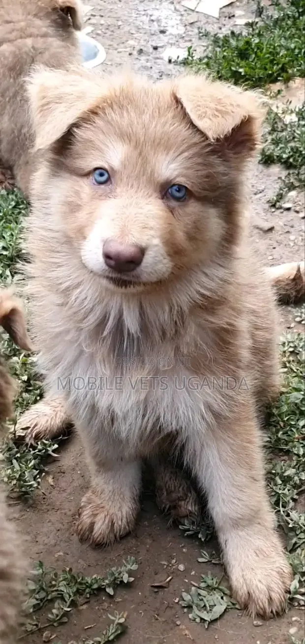 1-3 Month Male Purebred Siberian Husky Puppy - 1