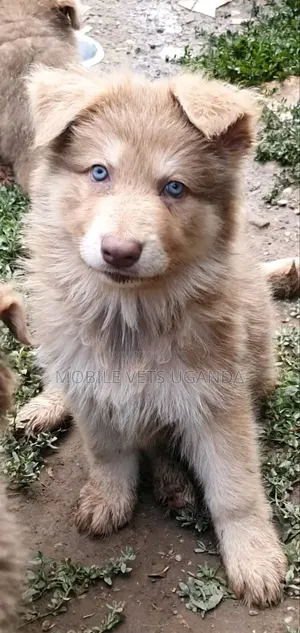 1-3 Month Male Purebred Siberian Husky Puppy