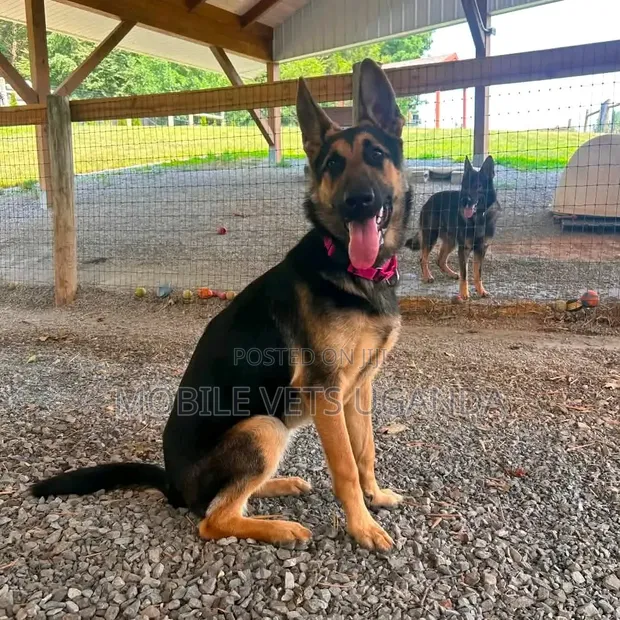 3-6 Month Male Purebred German Shepherd - 1