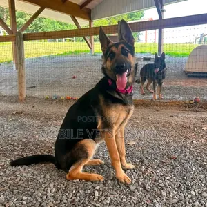 3-6 Month Male Purebred German Shepherd