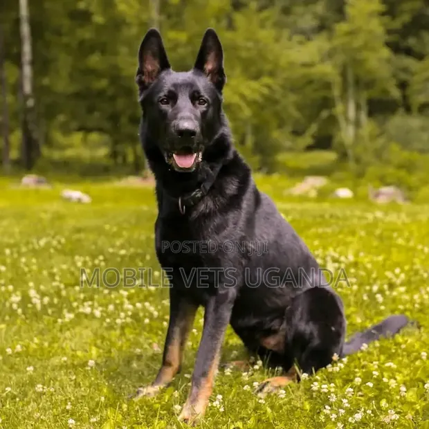 Female Purebred German Shepherd - 1+ Year Old - 1