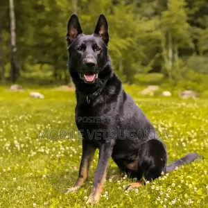 Female Purebred German Shepherd - 1+ Year Old