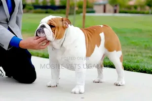 Purebred Bulldog Puppy - 1-3 Months Old