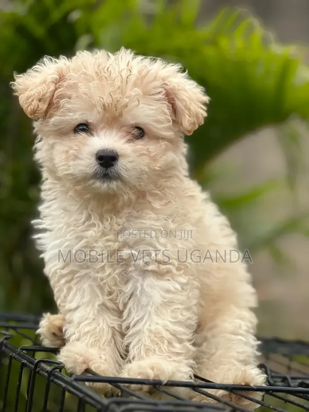 Female Purebred Maltese Puppy, 1-3 Months Old - 1