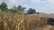 Half Acre Plot for Sale in Mwera Town Council - 1